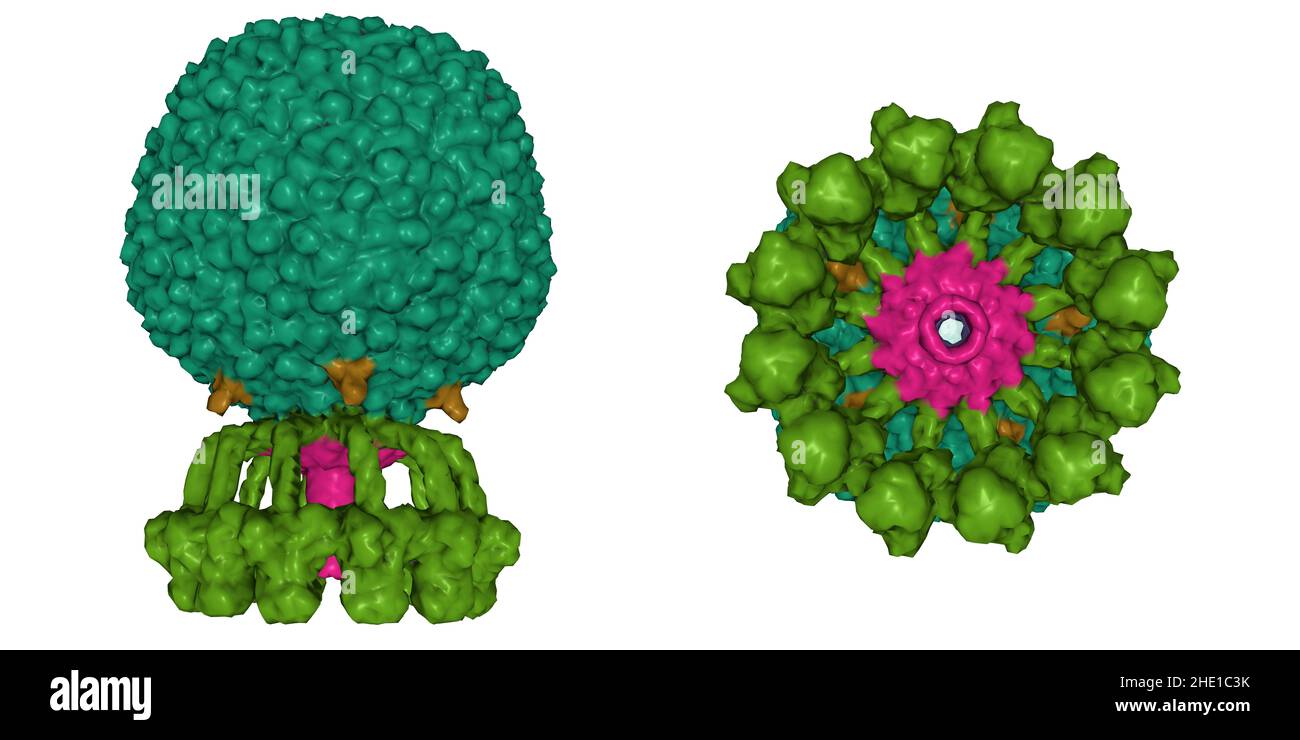 Structure of native bacteriophage P68. 3D Gaussian surface model in two perpendicular projections, protein-specific color scheme, PDB 6q3g Stock Photo