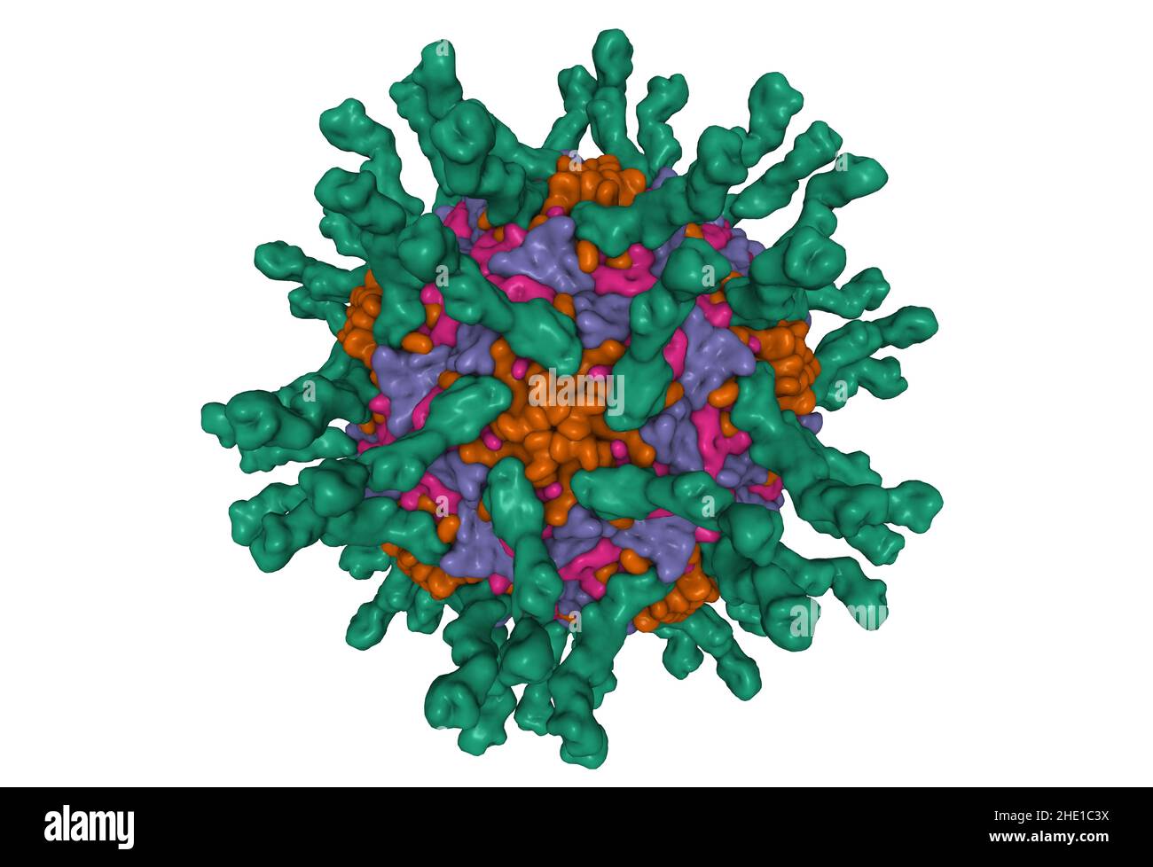 Cryo-EM structure of human poliovirus(serotype 1)complexed with three domain CD155 (green). 3D Gaussian surface model, PDB 1dgi, white background Stock Photo