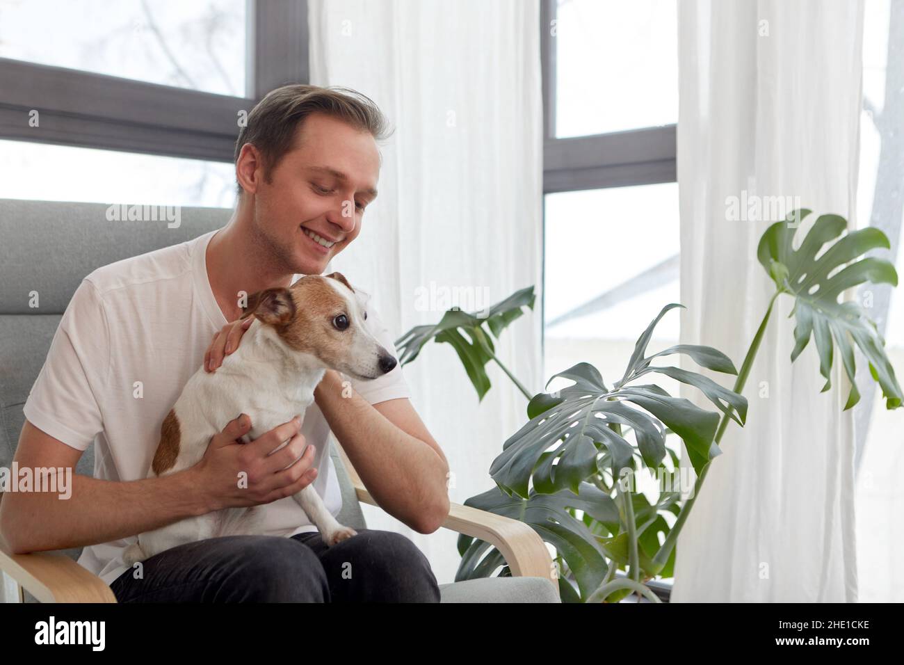 Gentle positive male owner sitting in armchair and petting adorable Jack Russell Terrier near window and flowerpot with Monstera Stock Photo