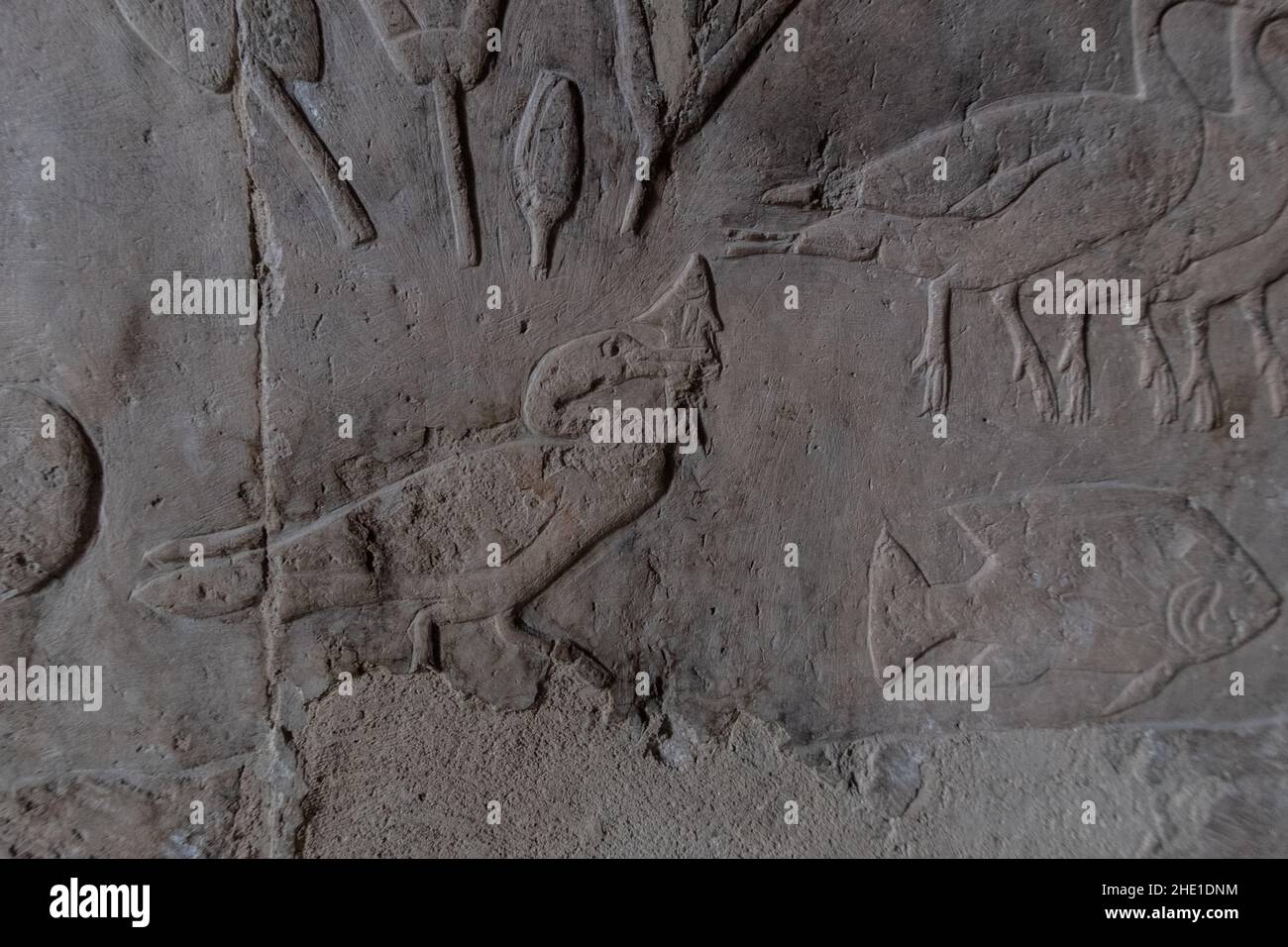 An carved cormorant swallowing a fish pictured on the stone wall of the Temple of Hatshepsut in Egypt. Stock Photo