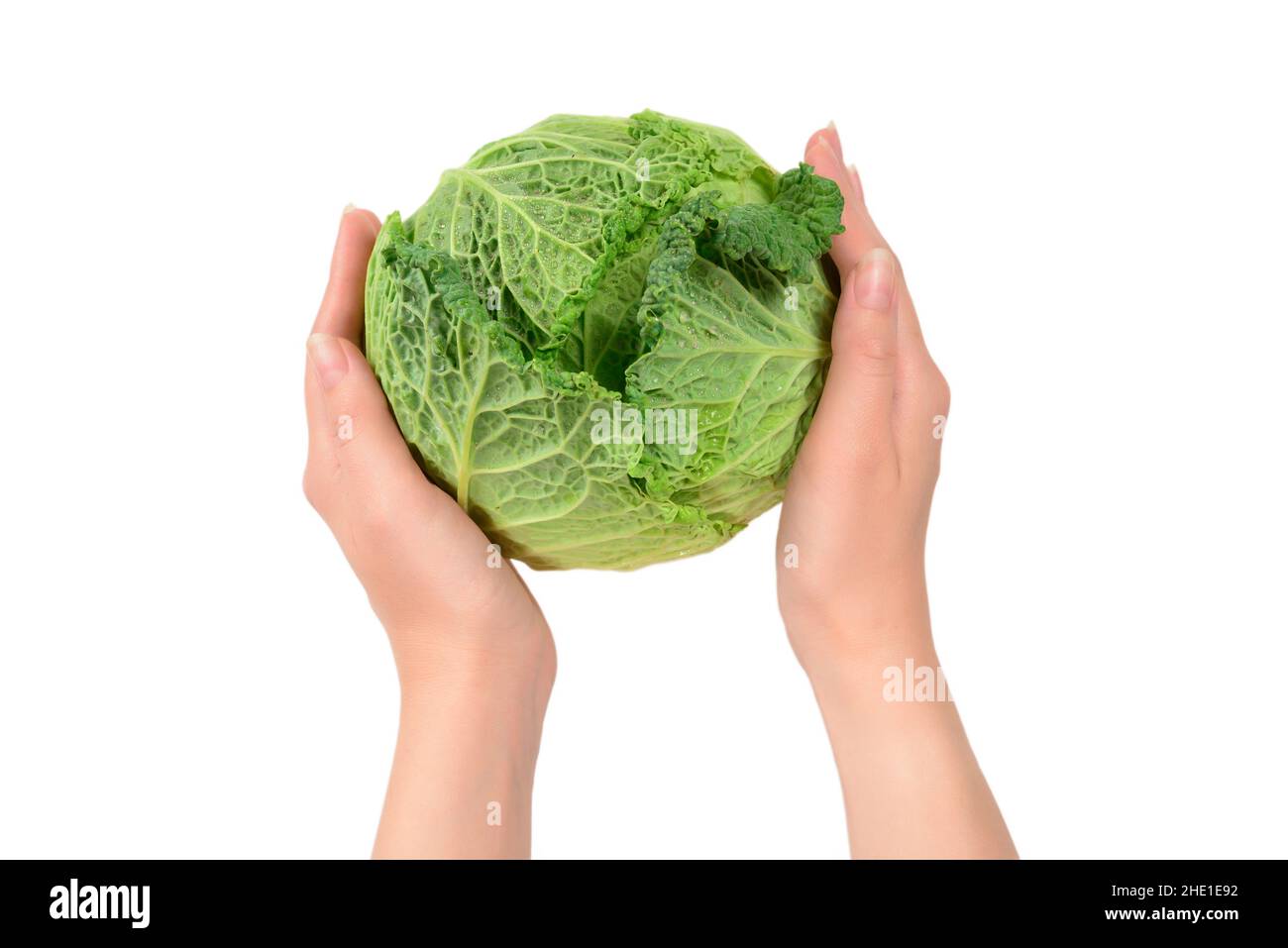 Green cabbage isolated on white background. In woman hands Stock Photo