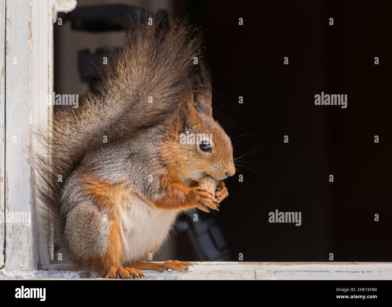 squirrel standing on a window frame eating a peanut Stock Photo Alamy
