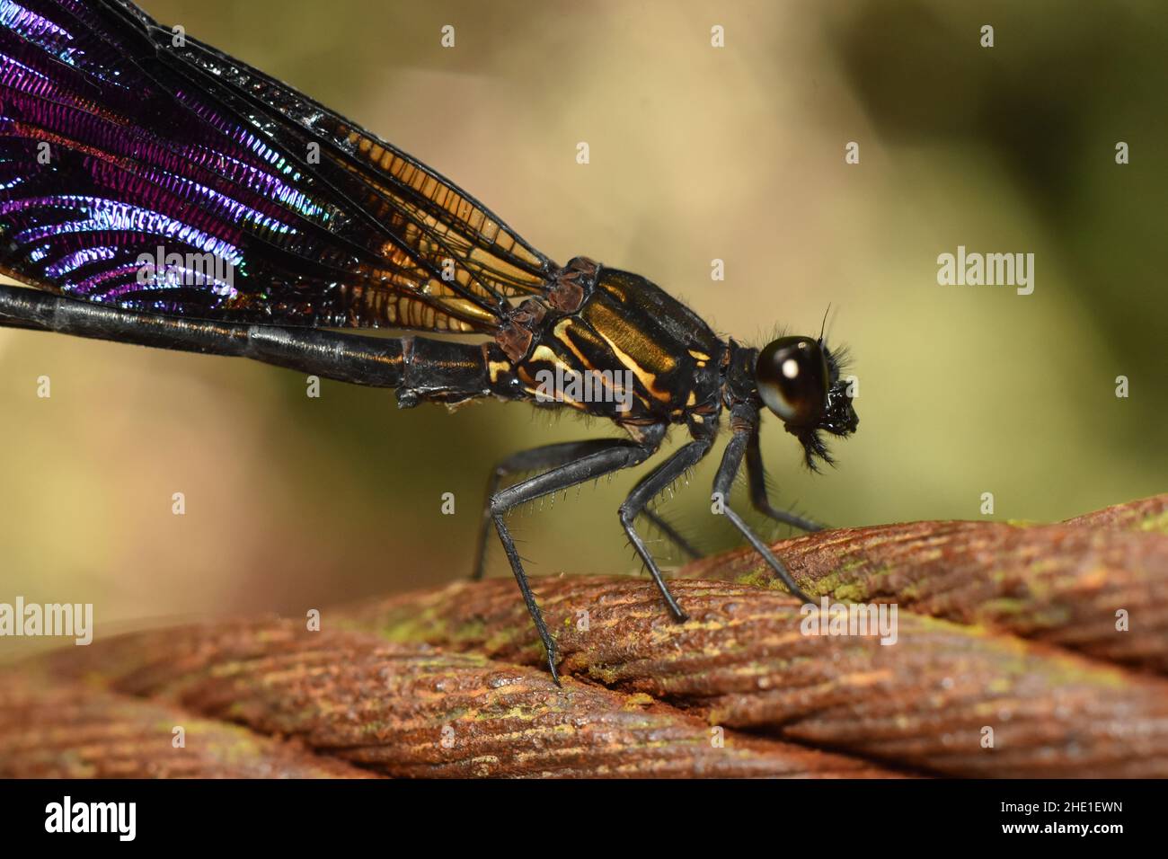Sundanese gossamerwing. Euphaea variegata. Java, Indonesia. Stock Photo