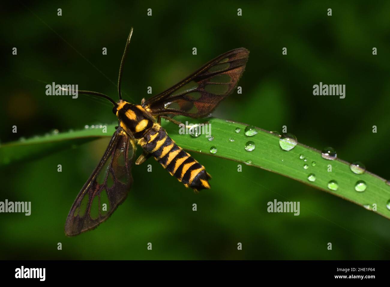 Tiger striped clearwing moth resting on near morning dews on green grass with blur nature background. Amata polymita. Stock Photo