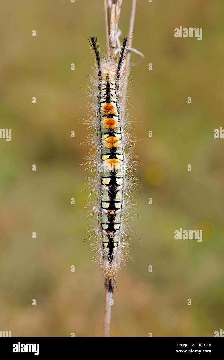 Close-up of a hairy caterpillar on a branch in natural habitat, South Africa Stock Photo
