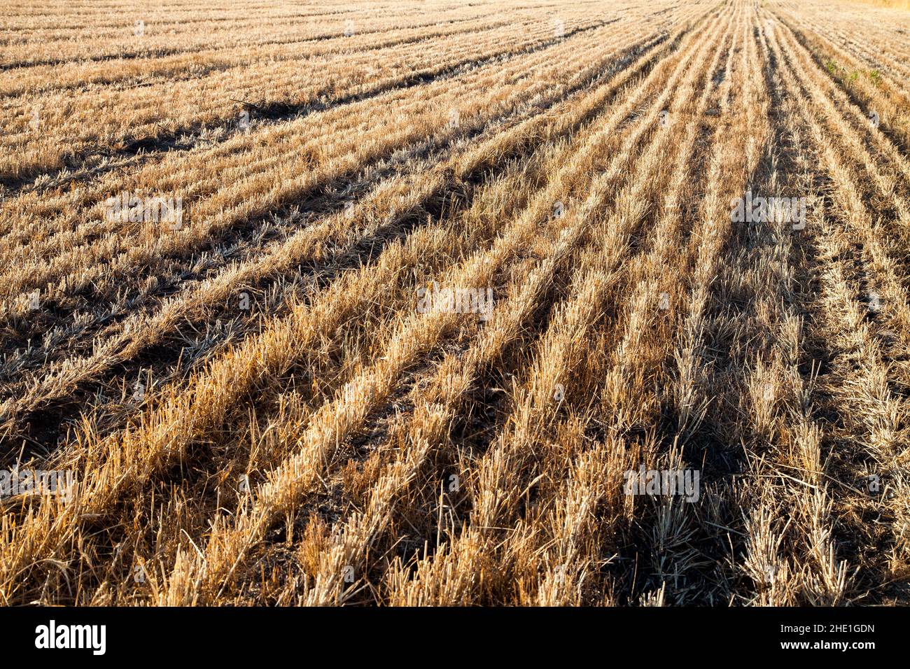 Wheat field after harvest, natural patterns view Stock Photo