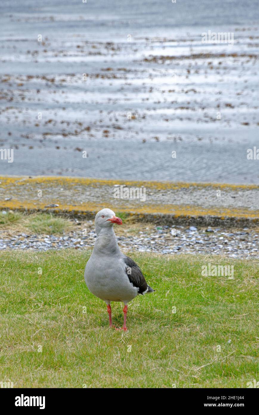Dolphin Gull, Larus scoresbii is smaller gull. Dolphin gulls in Port Stanley - Falkland Islands -28th of February 2014 Stock Photo