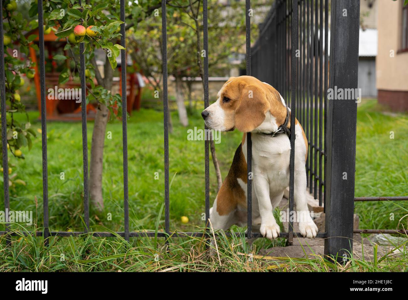 A beagle dog barks behind a forged metal fence sitting on the grass. Stock Photo