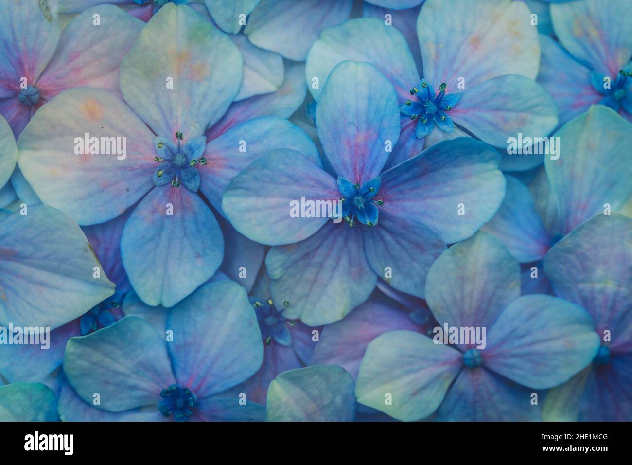Beautiful blue hydrangea or hortensia flowers for nature background Stock Photo