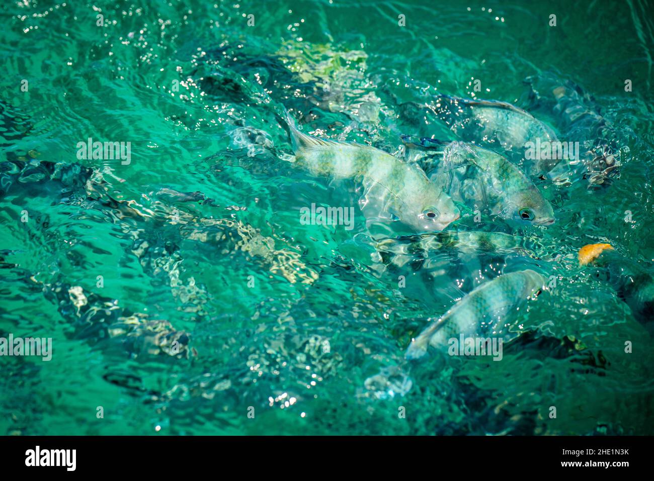 Fish in the sea in Mauritius Stock Photo