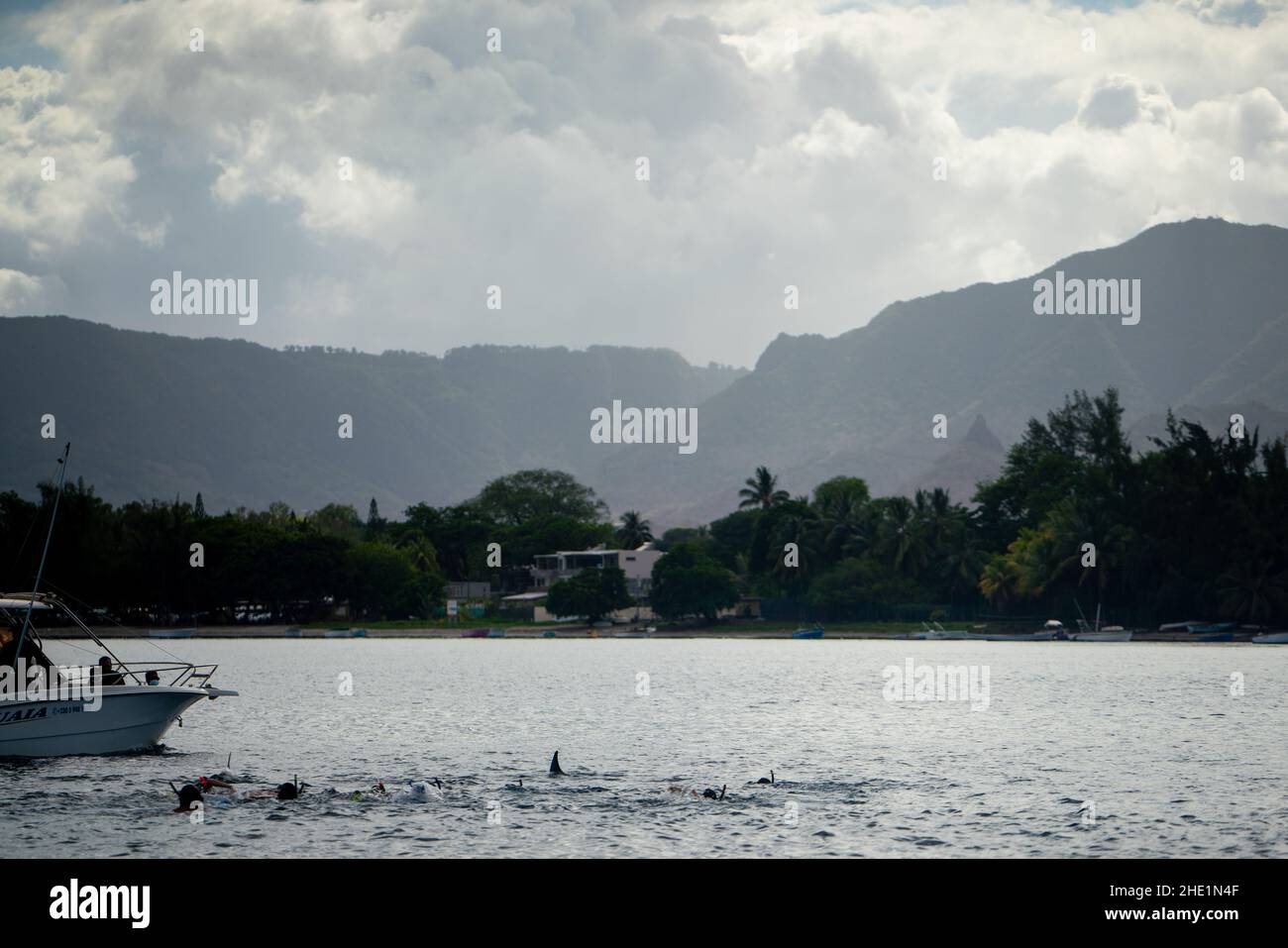 Tourists swimming with dolphins off the coast of Mauritius Stock Photo