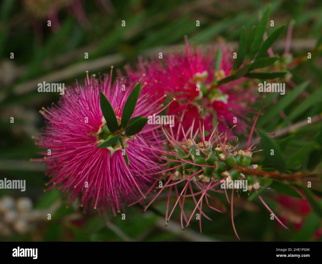 Bottlebrush shrub in Otepuni Gardens in Invercargill,Southland on South