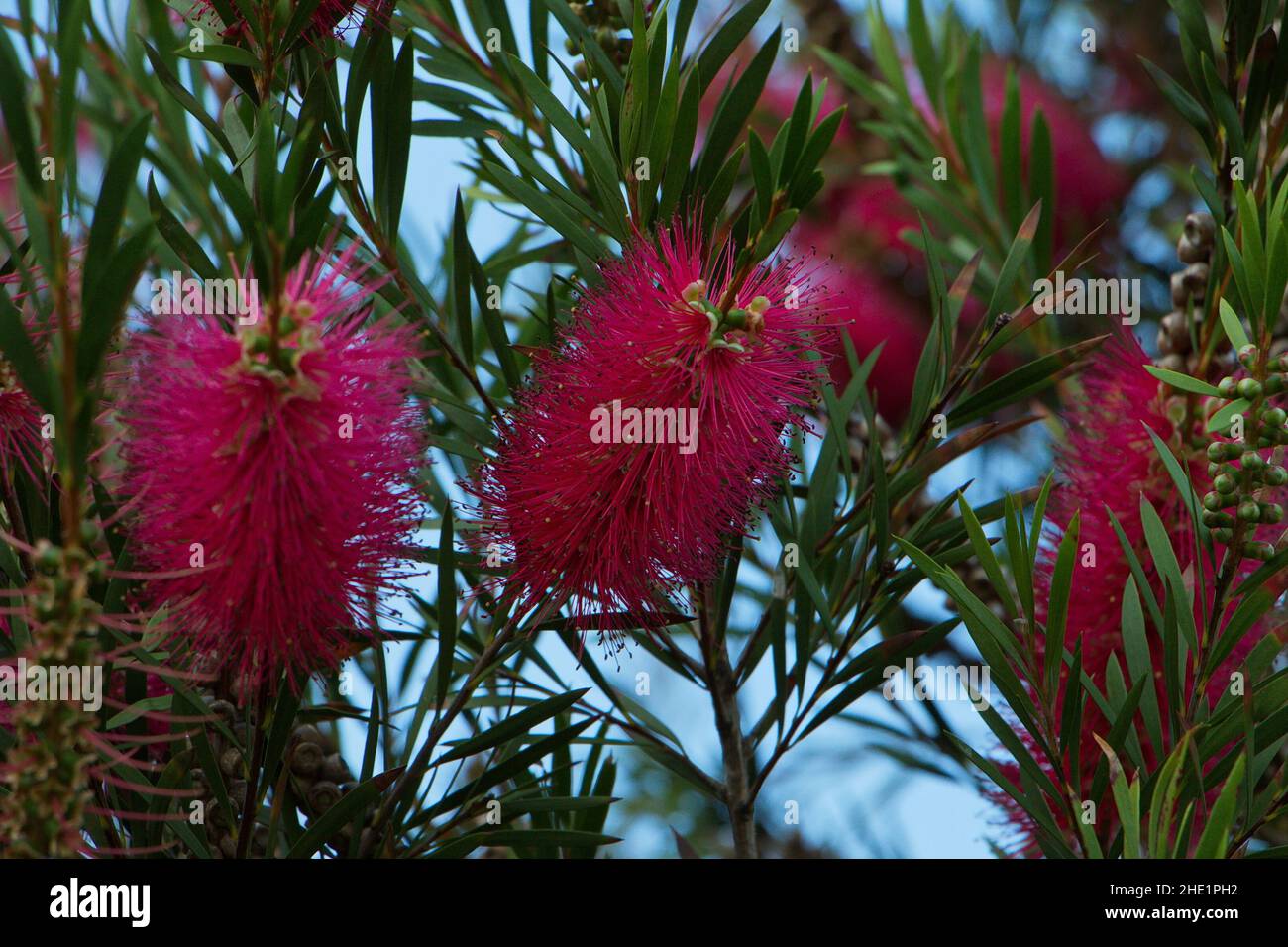 Bottlebrush shrub in Otepuni Gardens in Invercargill,Southland on South
