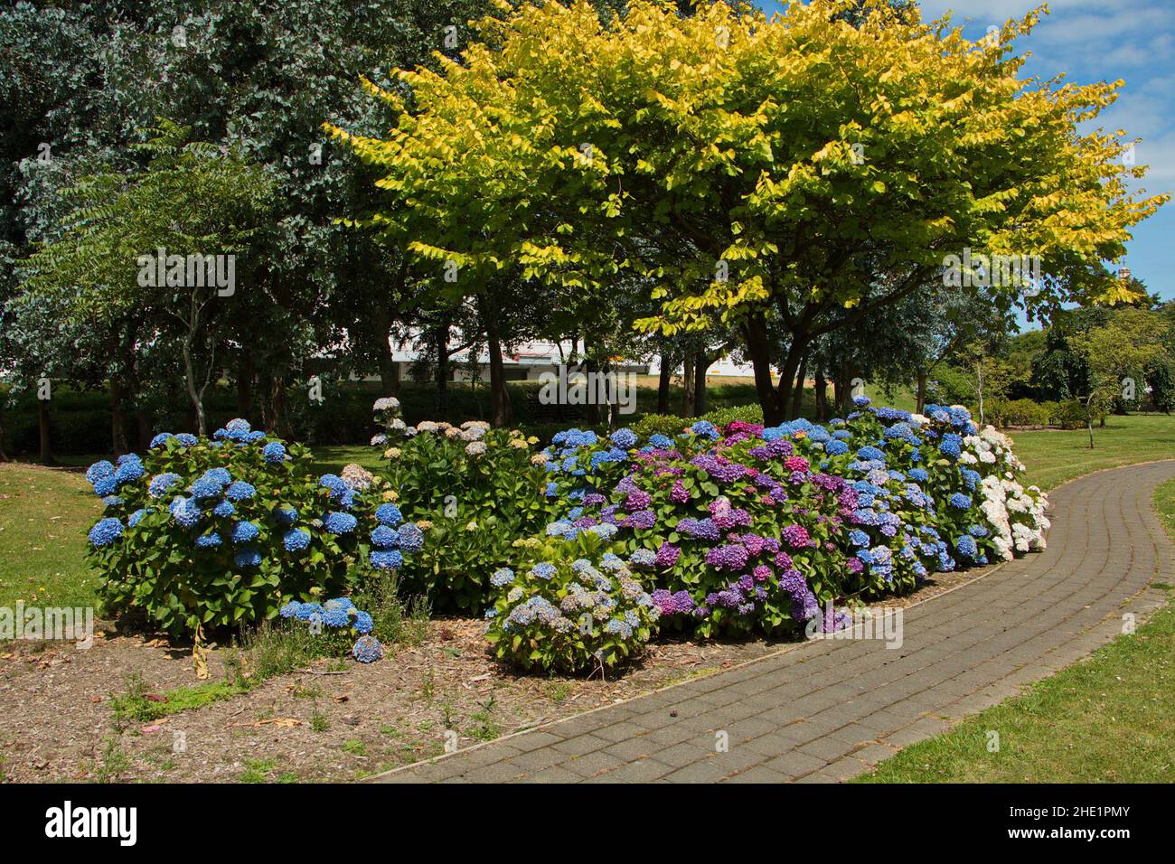 Blooming hydrangeas in Otepuni Gardens in Invercargill,Southland on