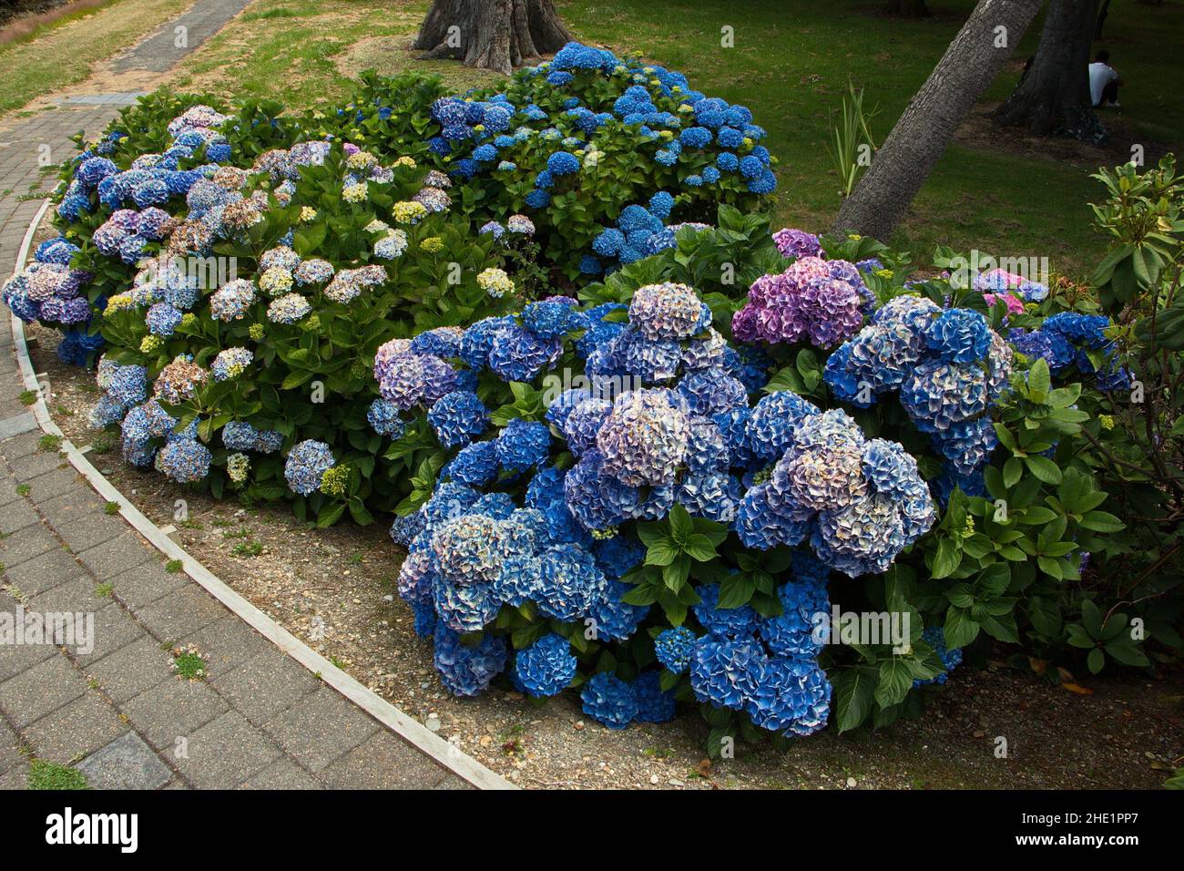 Blooming hydrangeas in Otepuni Gardens in Invercargill,Southland on