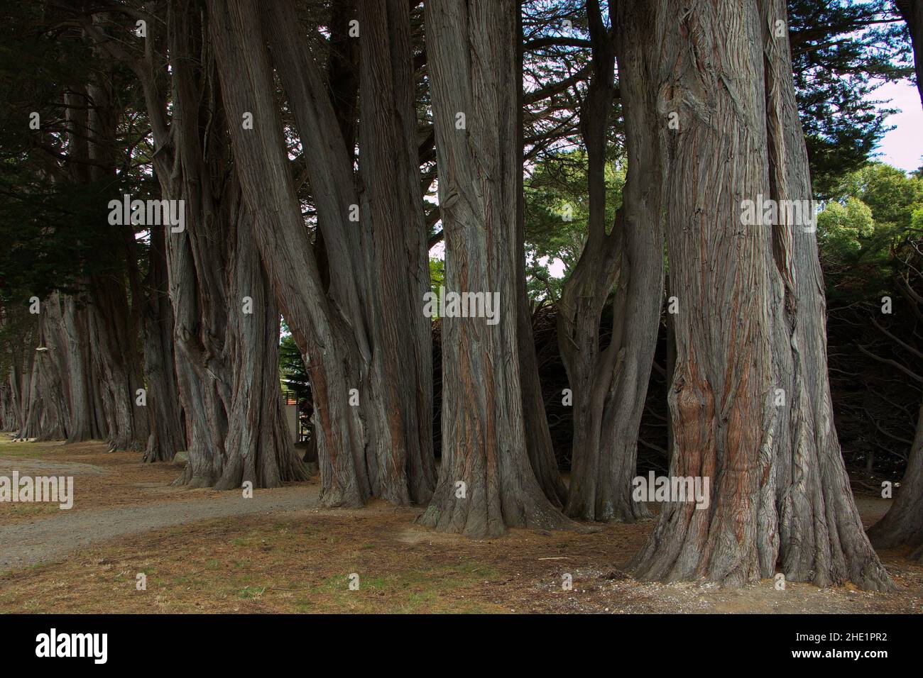 Giant trees in Queens Park in Invercargill,Southland on South Island of