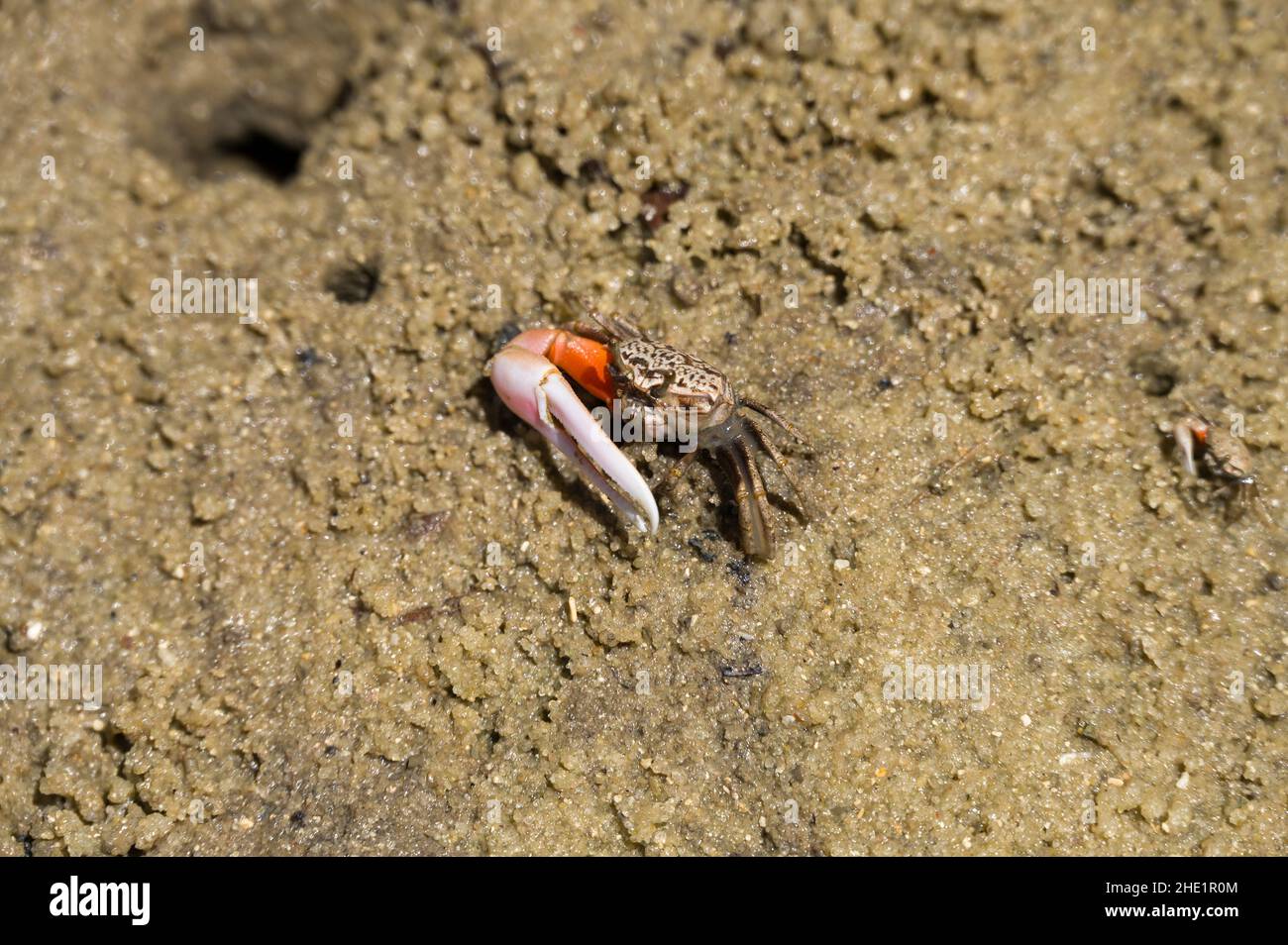 Fiddler crab (Austruca annulipes) with large white pincer arm, Kenya, East Africa Stock Photo