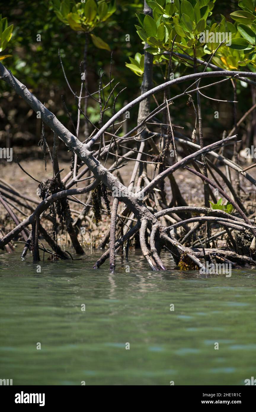 Mangroves (Rhizophora mucronata) growing along shoreline of brackish river near ocean, Kenya Stock Photo