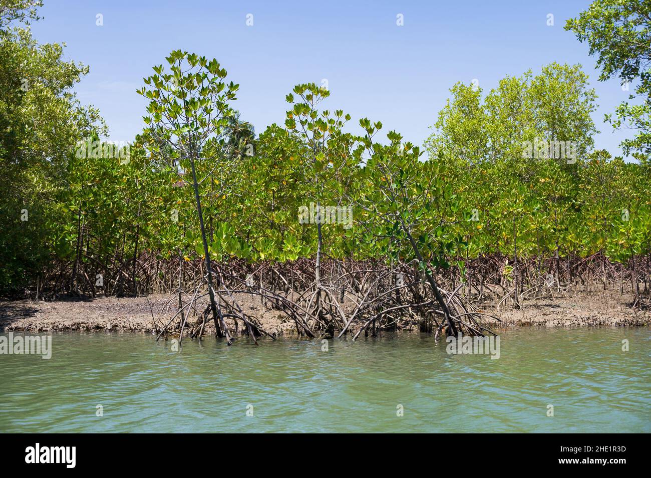 Mangroves (Rhizophora mucronata) growing along shoreline of brackish river near ocean, Kenya Stock Photo