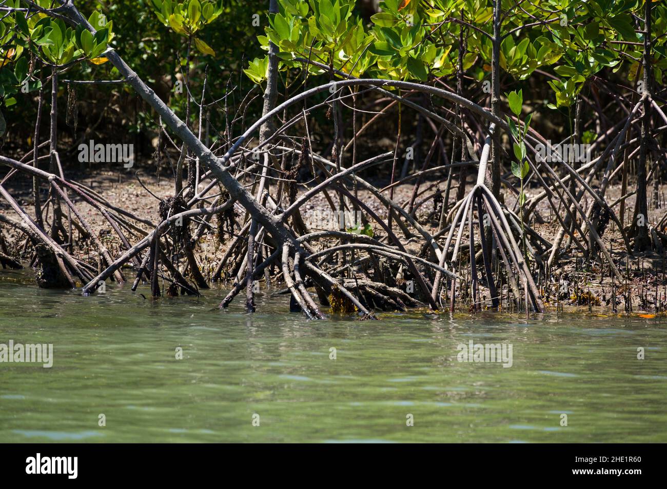 Mangroves (Rhizophora mucronata) growing along shoreline of brackish river near ocean, Kenya Stock Photo