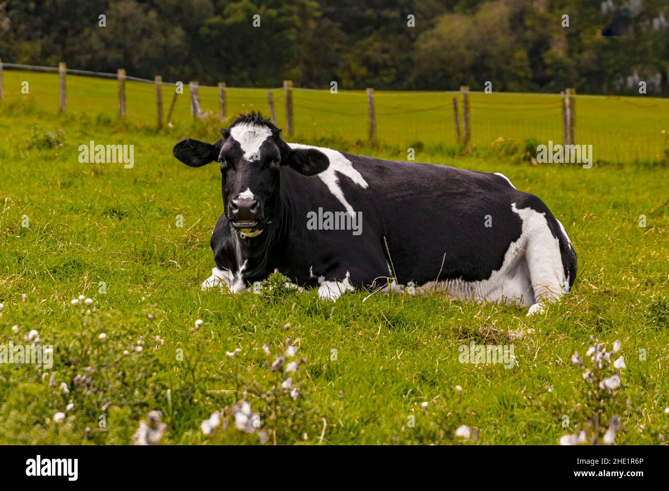 Holstein cow lying hi-res stock photography and images - Alamy