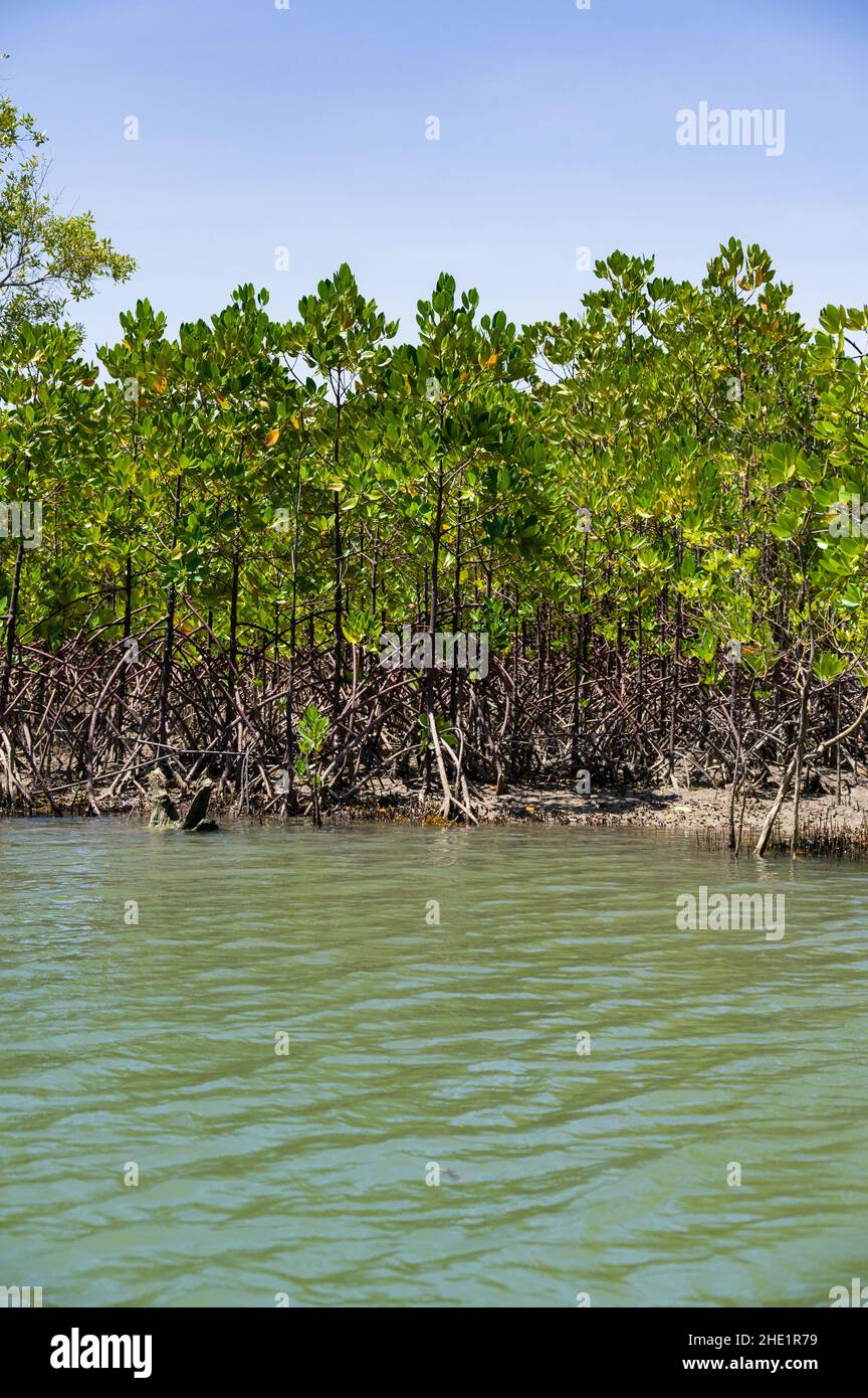 Mangroves (Rhizophora mucronata) growing along shoreline of brackish river near ocean, Kenya Stock Photo