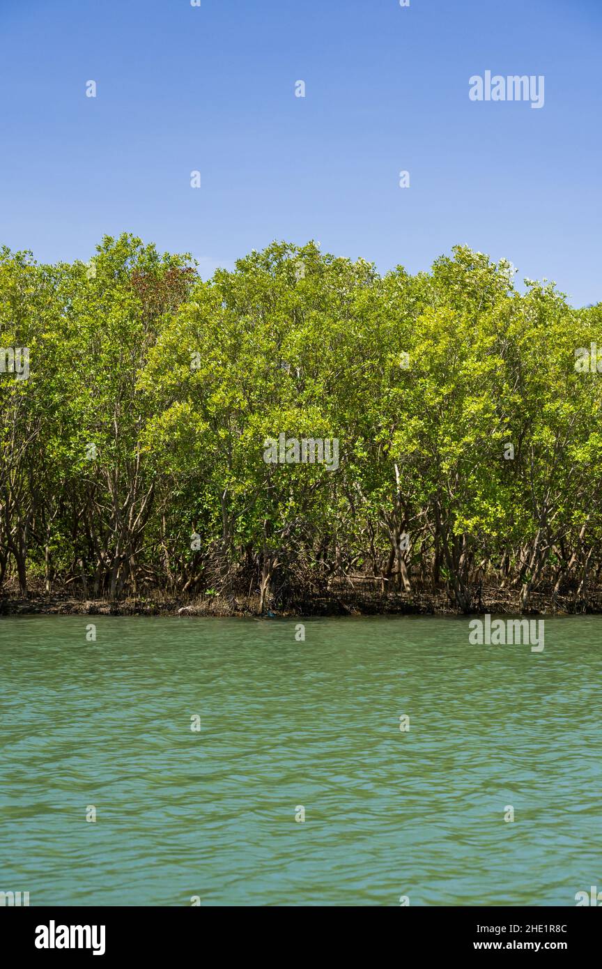 Mangroves (Rhizophora mucronata) growing along shoreline of brackish ...