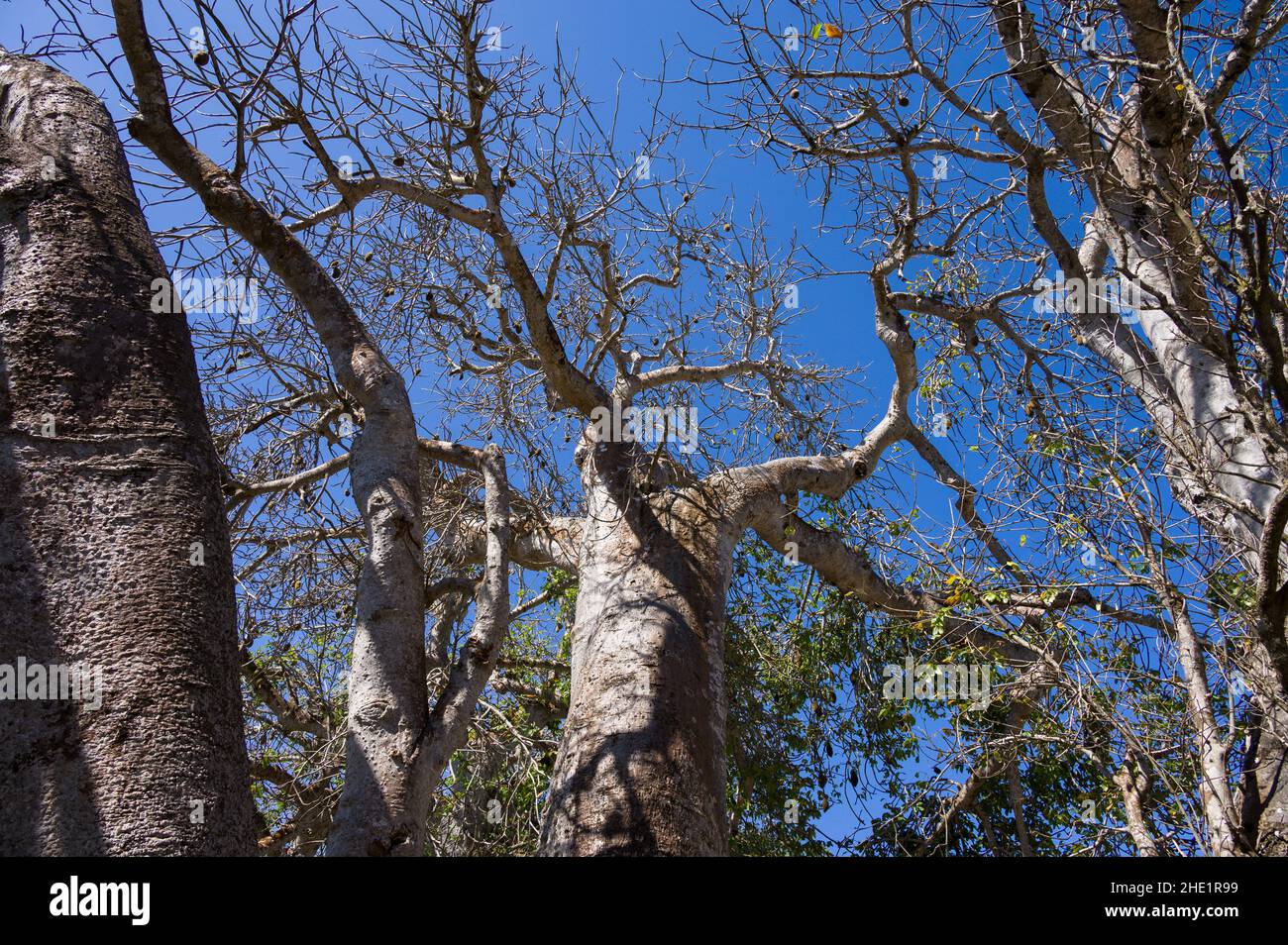 Large African baobab trees (Adansonia digitata) against blue sky, Kenya, East Africa Stock Photo