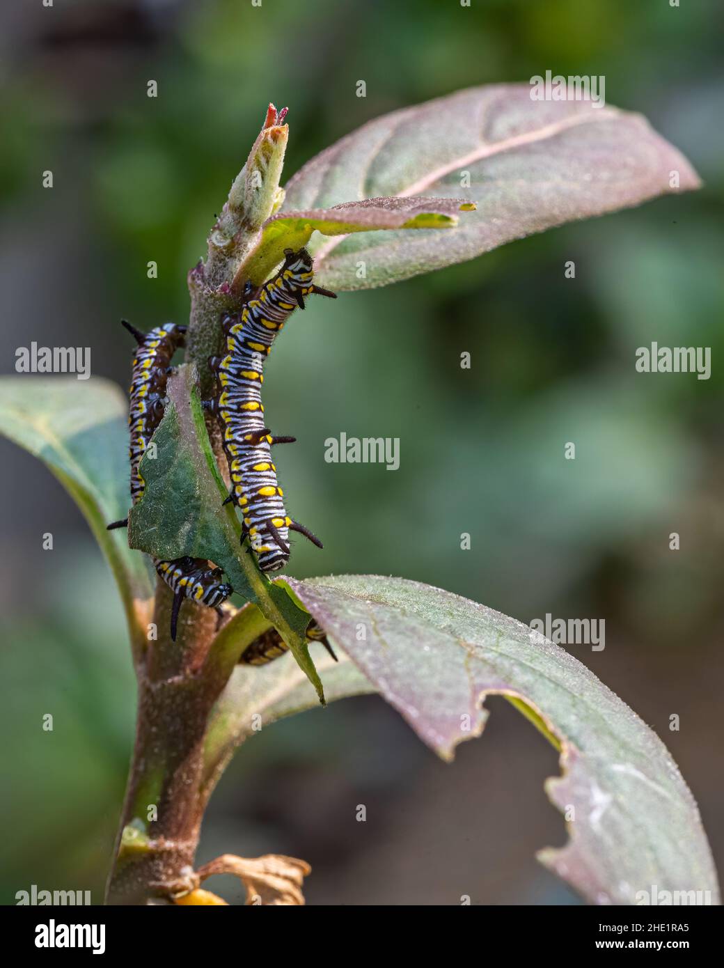 Come caterpillars poisonous hi-res stock photography and images - Alamy