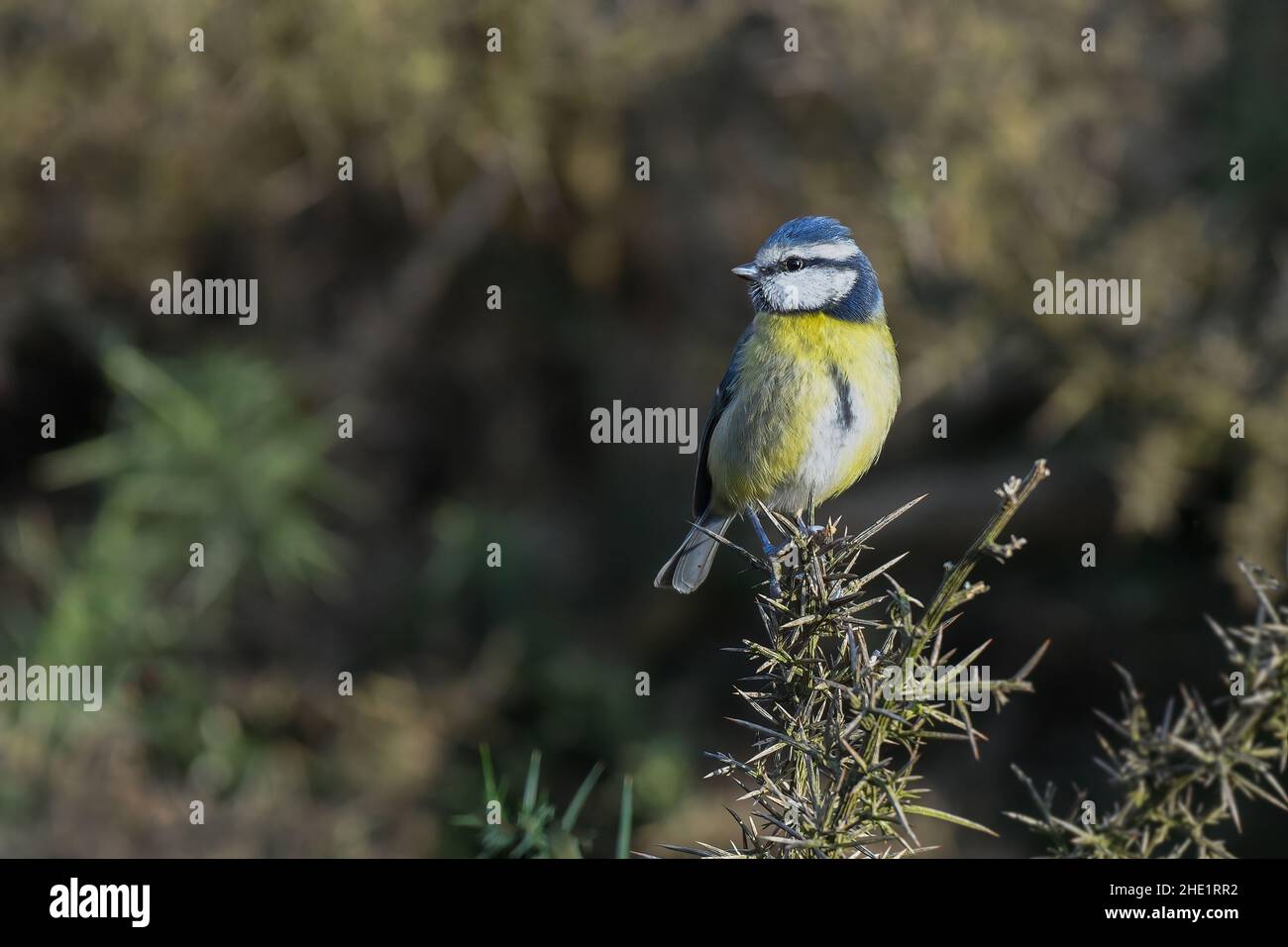 A portrait of a blue tit, Cyanistes caeruleus, as it sits perched on a gorse branch with a natural out of focus background Stock Photo