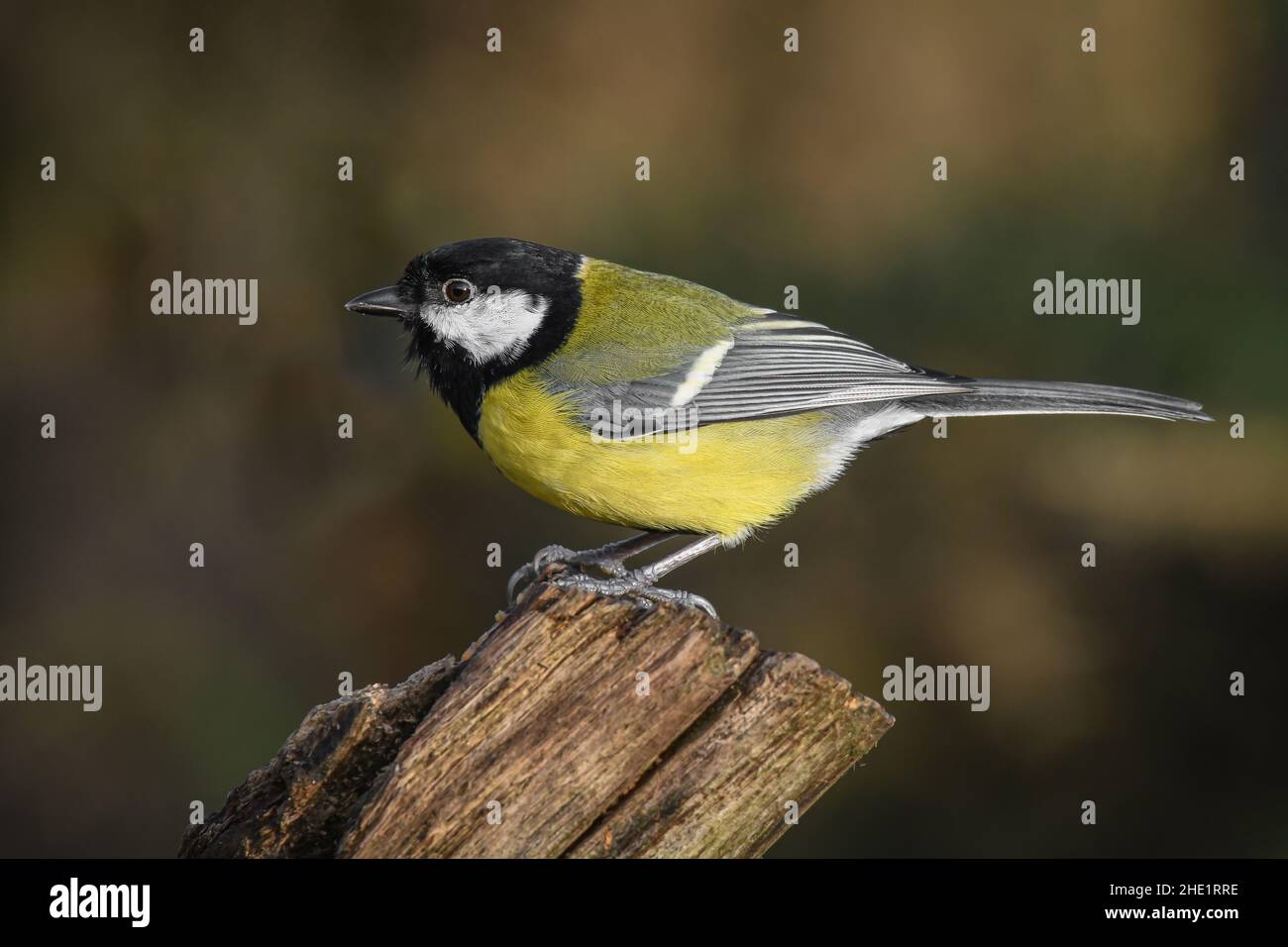 Perched on an old tree stump is a side profile image of a great tit, Parus major. Stock Photo