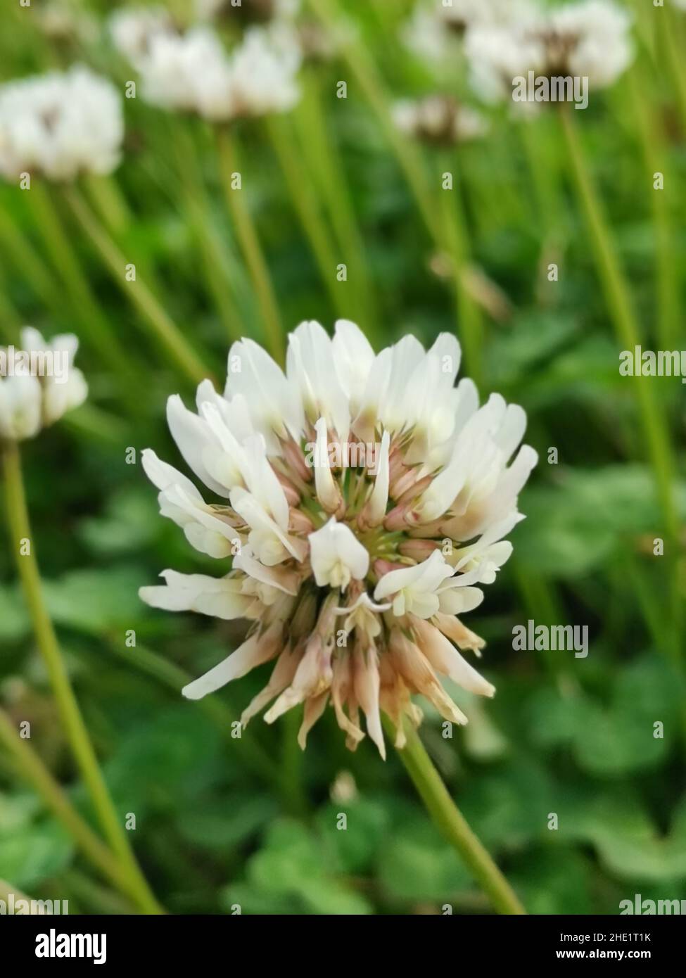 Vertical shot of a white clover flower (Trifolium repens) in the garden ...