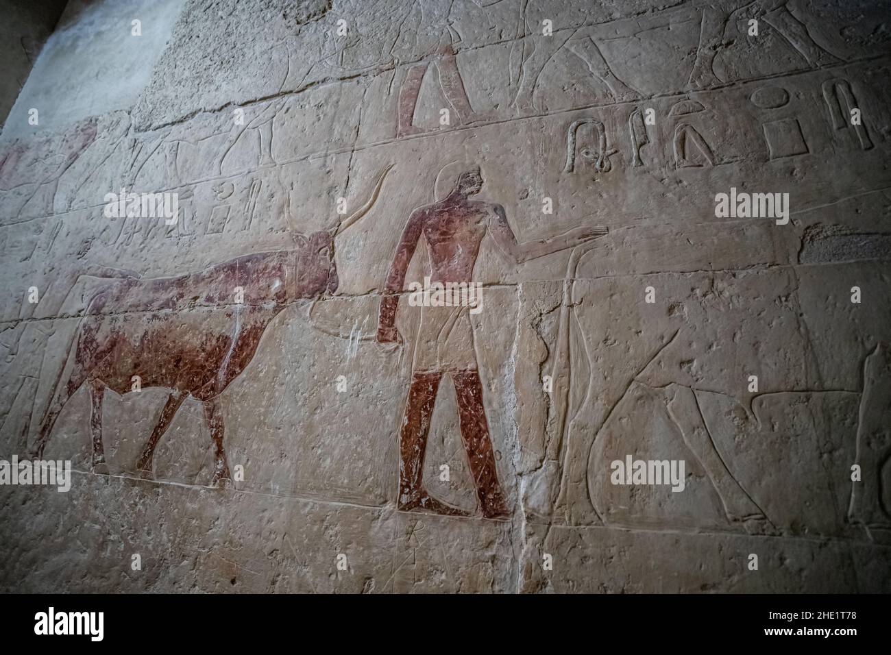 Ancient egyptian artwork showing a bull being led to the slaughter on one of the temple walls in the Saqqara necropolis in Egypt. Stock Photo