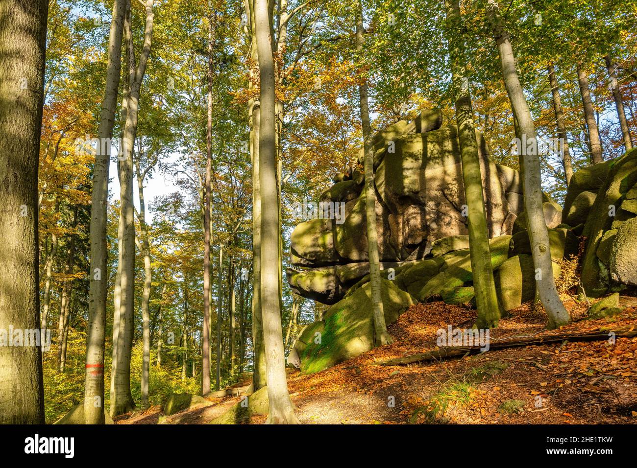 Autumn time colorful beechwood of Jizera Mountains near Liberec, Czech republic Stock Photo