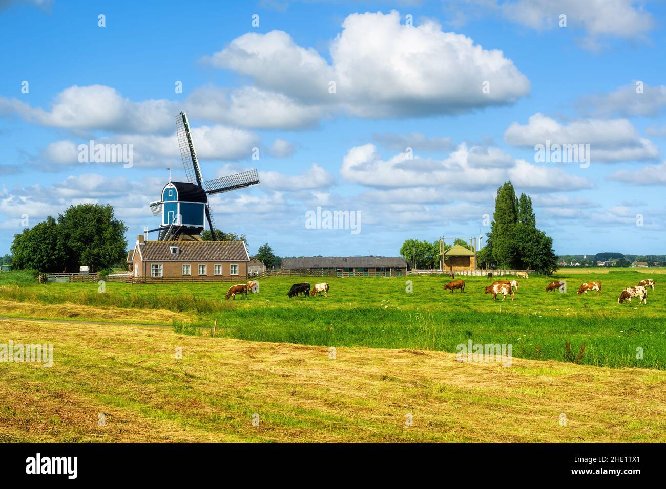 Dutch rural countryside landscape with a windmill and cows grassing on a field, South Holland, Netherlands Stock Photo