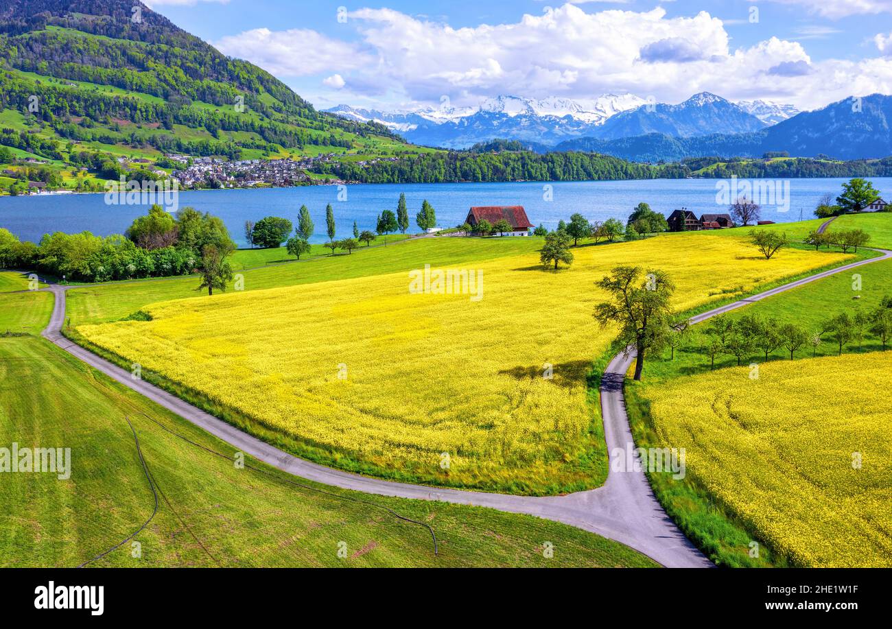 Yellow blooming canola fields and snow covered swiss Alps mountains on Lake Lucerne, Switzerland Stock Photo