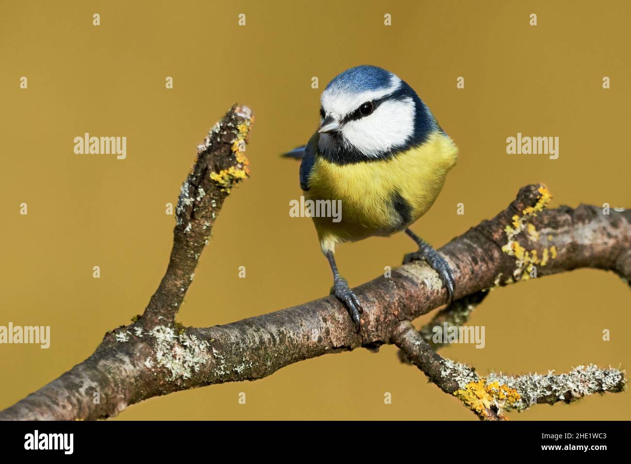 Blue Tit close-up (Cyanistes Caeruleus). Songbird with yellow and blue feathers sitting on branch with natural background. Stock Photo