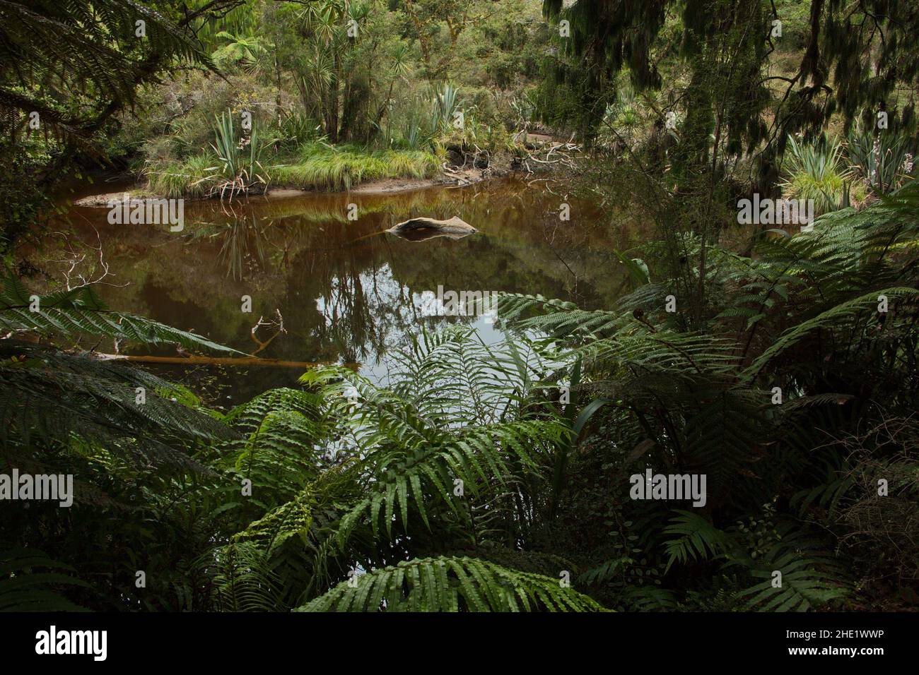 Kahikatea Swamp Forest Walk at Ship Creek in Mount Aspiring National Park,West Coast on South