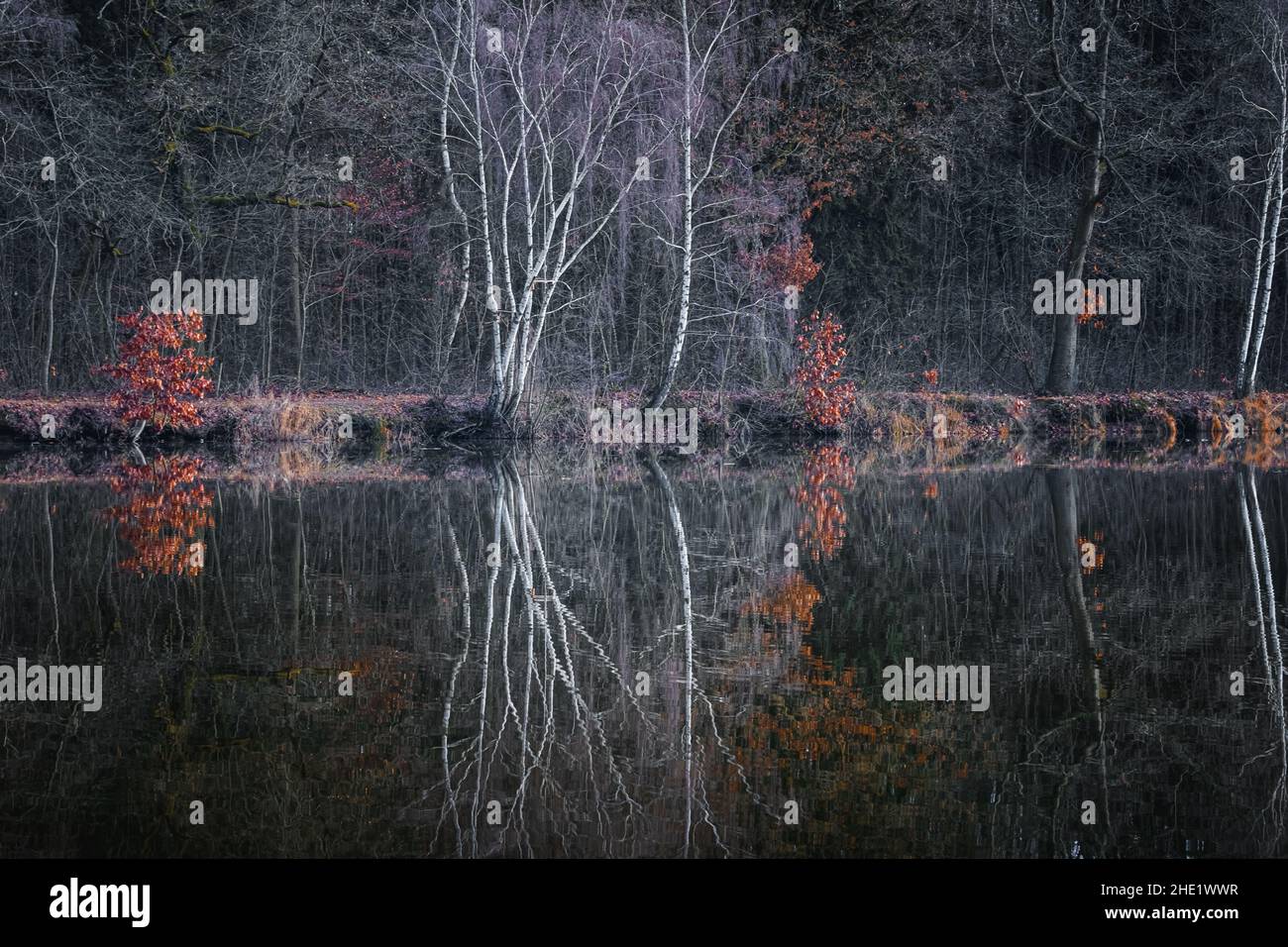 Trees are reflected in the water at a lake Stock Photo - Alamy