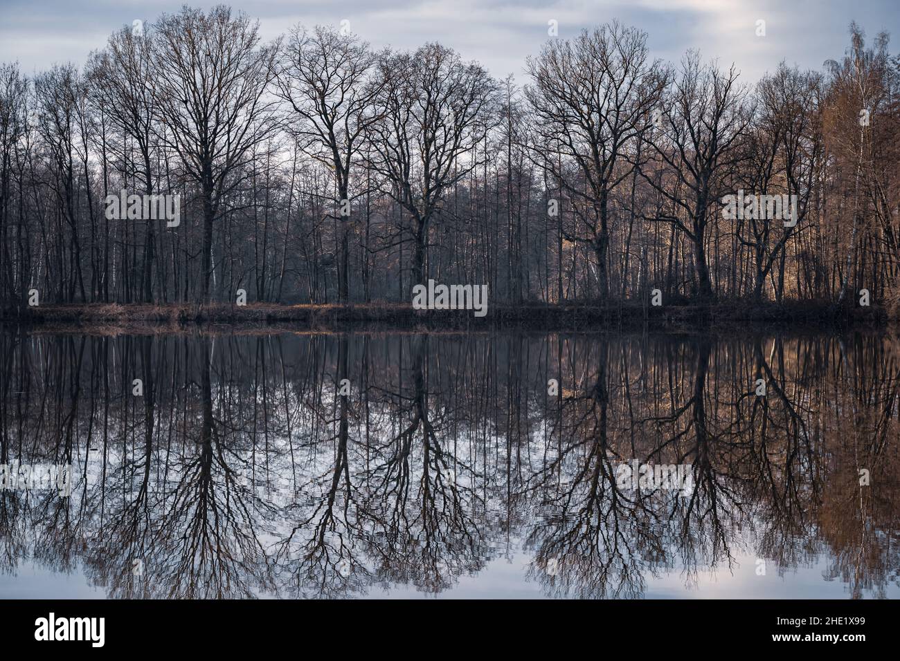 Trees are reflected in the water at a lake Stock Photo - Alamy