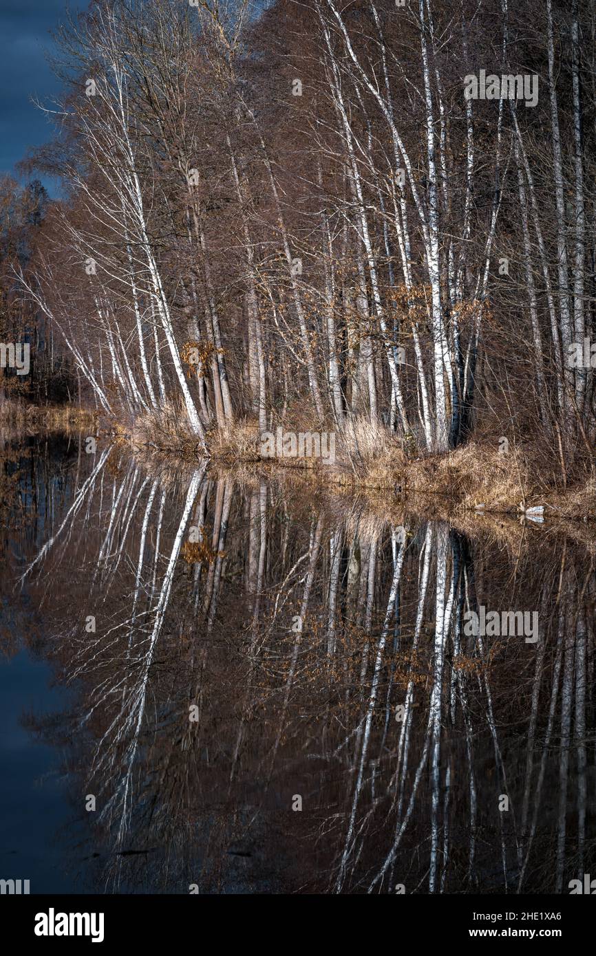 Trees are reflected in the water at a lake Stock Photo - Alamy