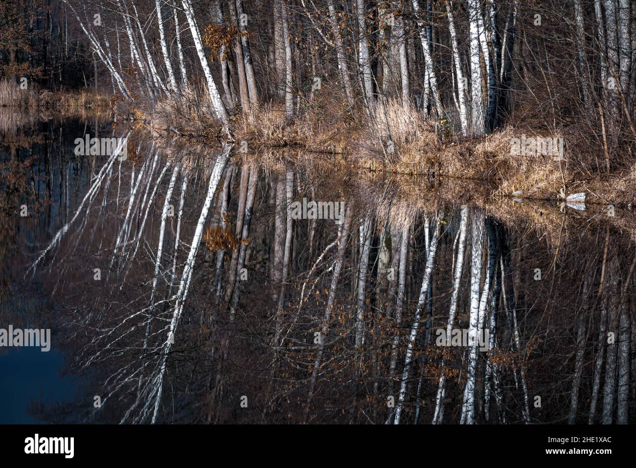 Trees are reflected in the water at a lake Stock Photo - Alamy