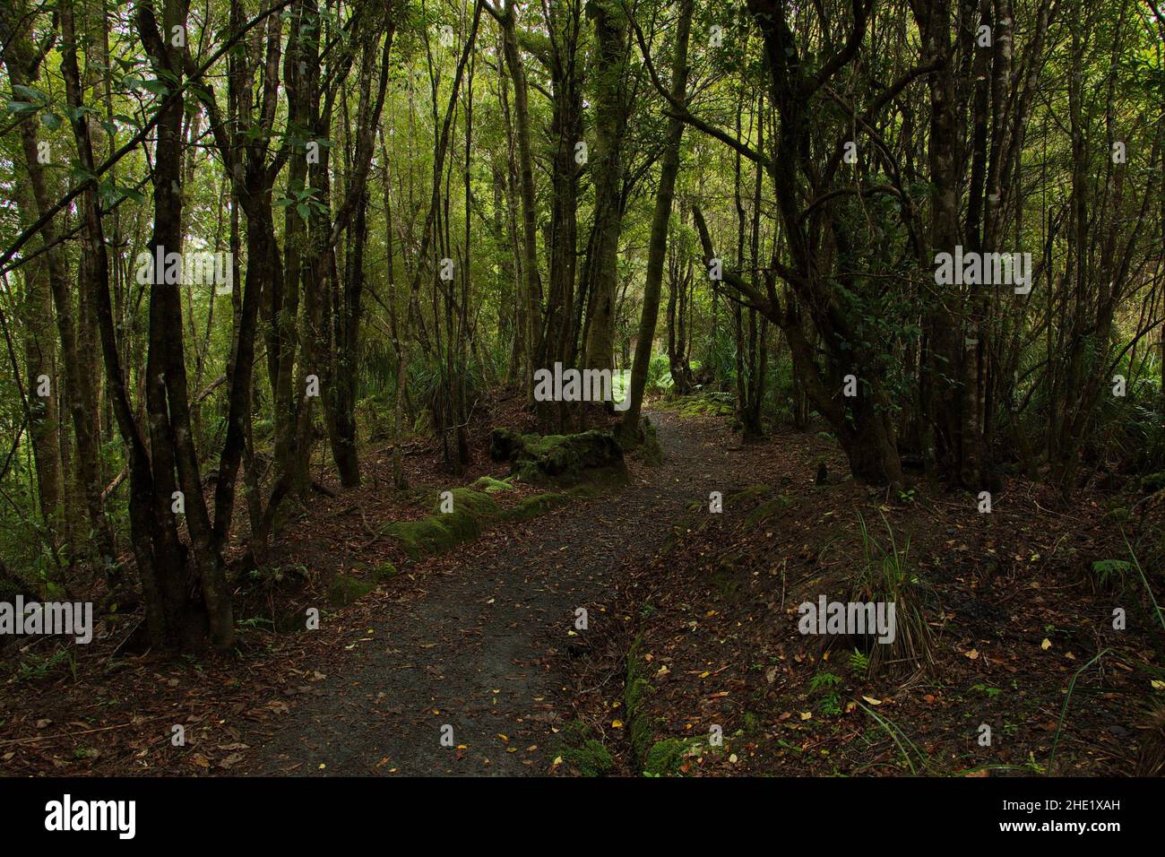 Coal Creek Falls Walk near Runanga on West Coast on South Island of New