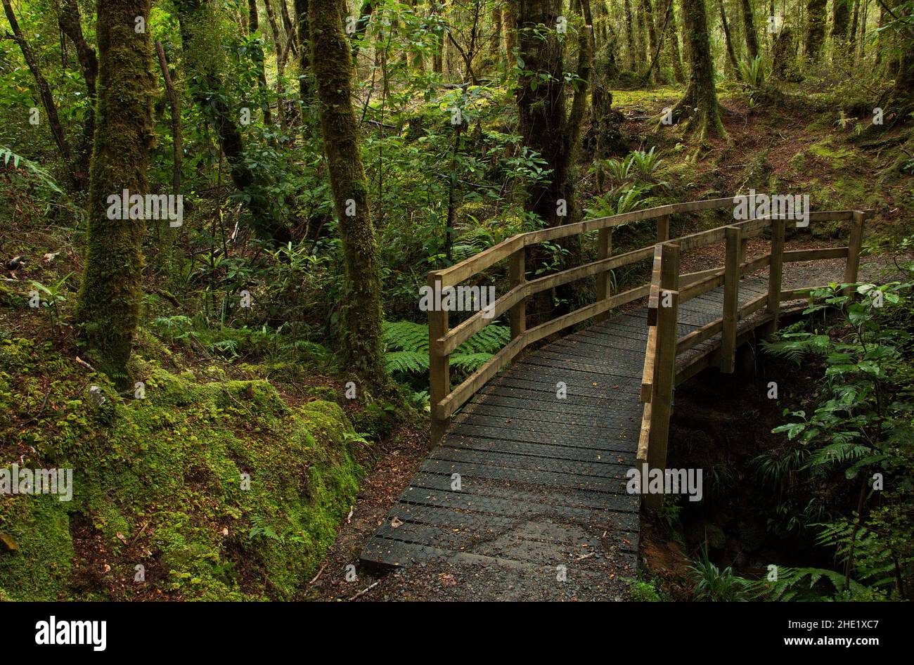 Coal Creek Falls Walk near Runanga on West Coast on South Island of New