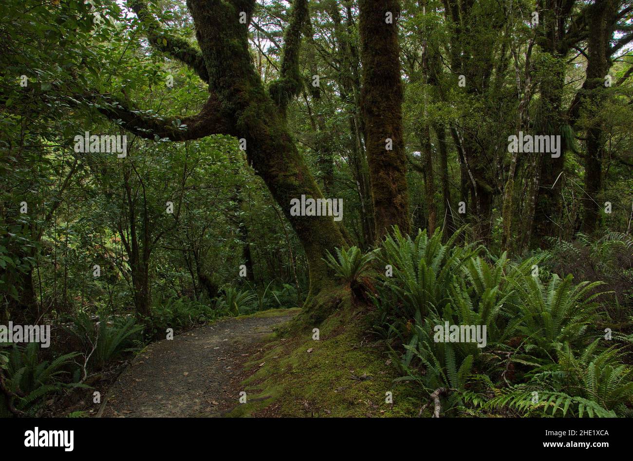Coal Creek Falls Walk near Runanga on West Coast on South Island of New