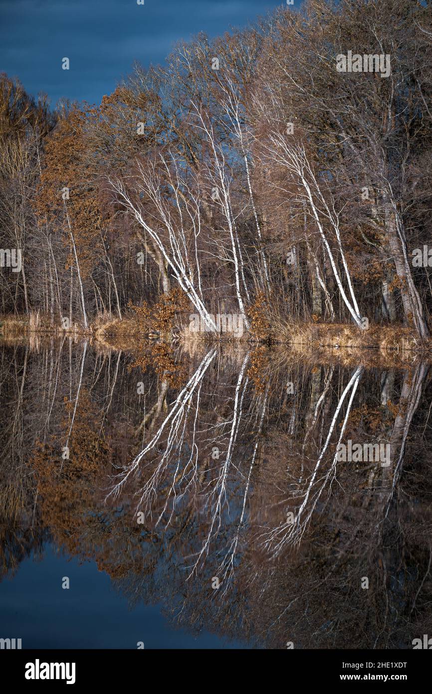 Trees are reflected in the water at a lake Stock Photo - Alamy