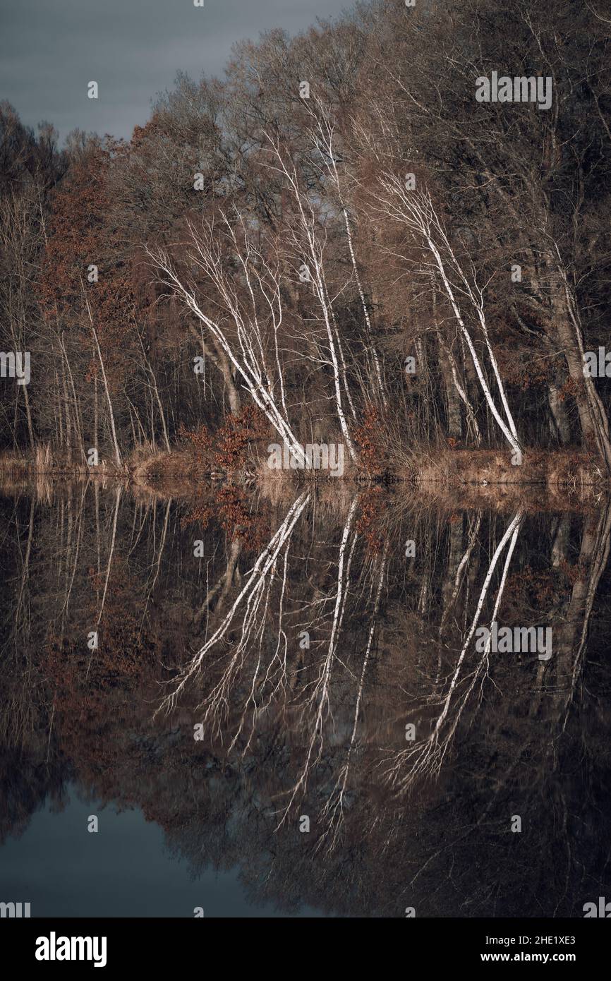 Trees are reflected in the water at a lake Stock Photo - Alamy