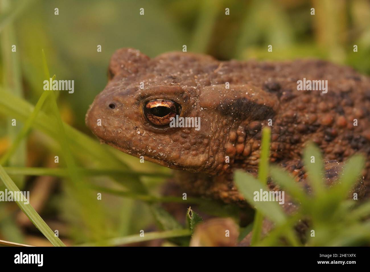Closeup on an adult female Common European toad, Bufo bufo sitting in the grass in the garden Stock Photo