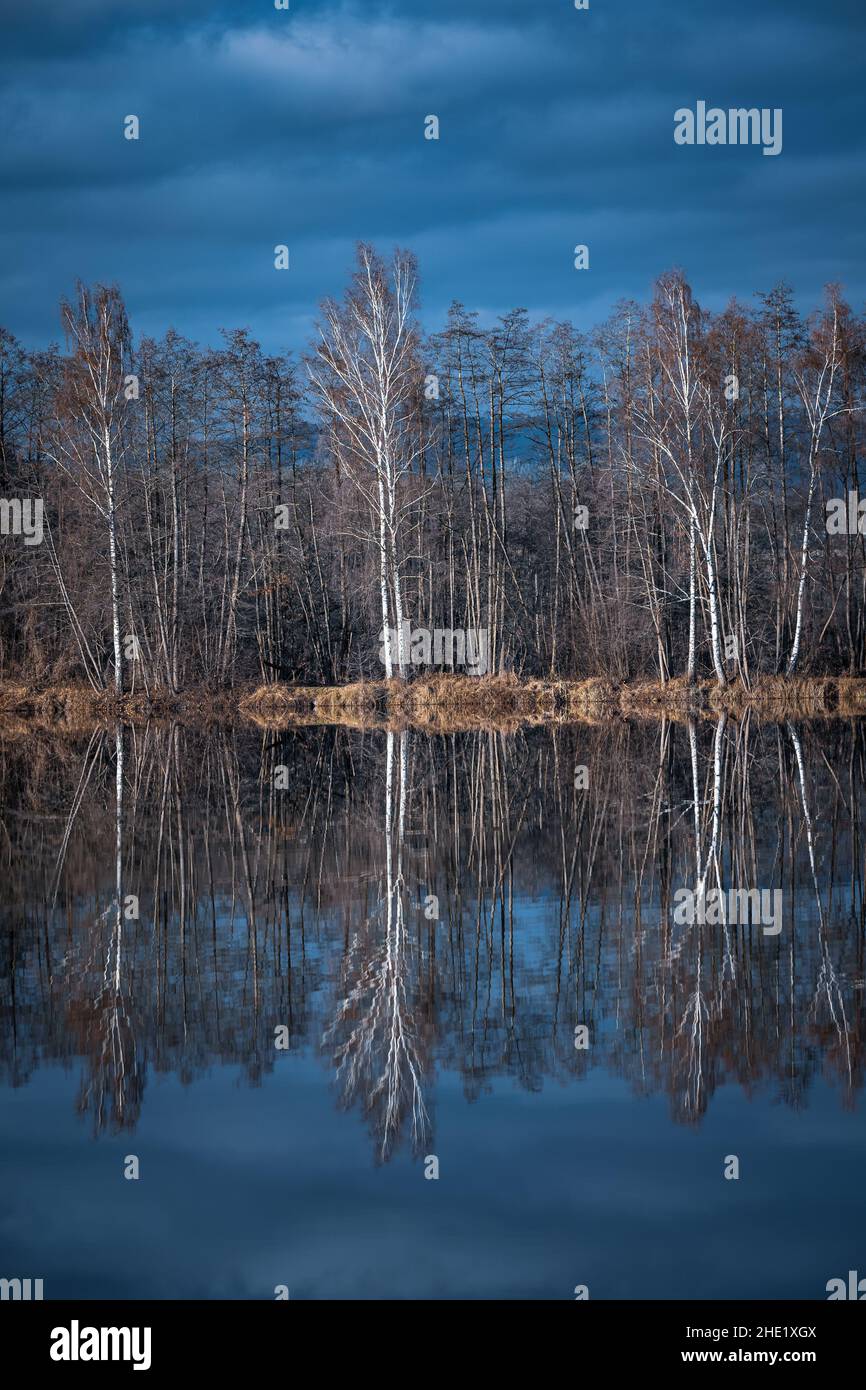 Trees are reflected in the water at a lake Stock Photo - Alamy