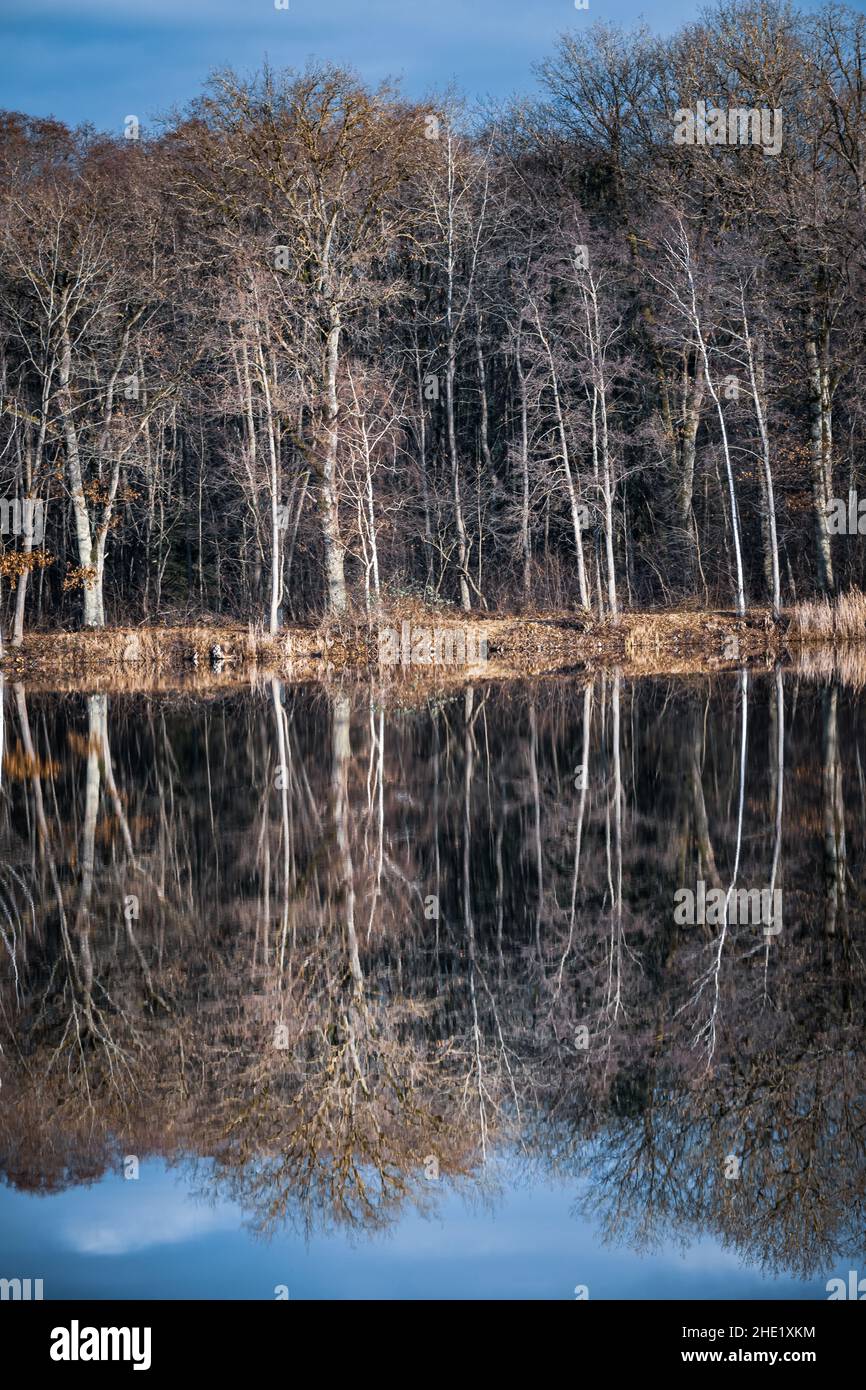 Trees are reflected in the water at a lake Stock Photo - Alamy